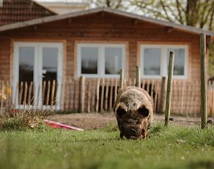 Vakantiehuisje in Stevensbeek, omgeven door groen en dieren in De Peel, Noord Brabant.