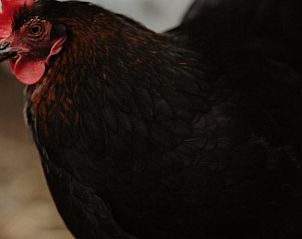 Kip in de omgeving van Vakantiehuisje in Stevensbeek, landelijke sfeer in De Peel, Noord Brabant.