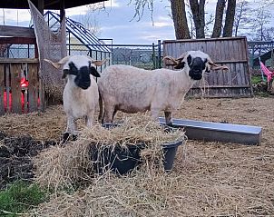 Schapen bij Vakantiehuisje in Stevensbeek, landelijke charme in De Peel, Noord Brabant.