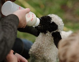 Lammetje voeren bij Vakantiehuisje in Stevensbeek, gezinsvriendelijke activiteit in De Peel, Noord Brabant.