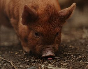 Varkentje in de omgeving van Vakantiehuisje in Stevensbeek, landelijke ervaring in De Peel, Noord Brabant.