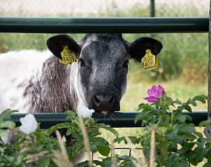 Unterkunft 401002 - Ferienhaus De Peel - Huisje in Gassel