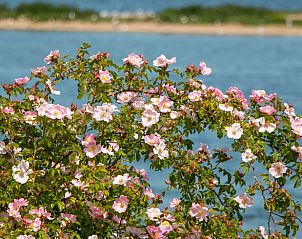 Unterkunft 401002 - Ferienhaus De Peel - Huisje in Gassel