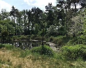 Natuurlijke vijver bij Huisje in Milheeze, vakantiehuis in De Peel, Noord Brabant.