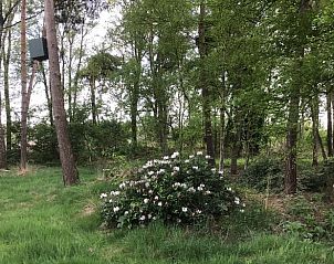Bosrijke omgeving rondom Huisje in Milheeze, vakantiehuis in De Peel, Noord Brabant.