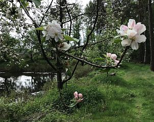 Vijver met waterlelies bij Huisje in Milheeze, vakantiehuis in De Peel, Noord Brabant.