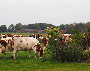 Prachtige landelijke omgeving van Huisje in Deurne, De Peel, Noord Brabant