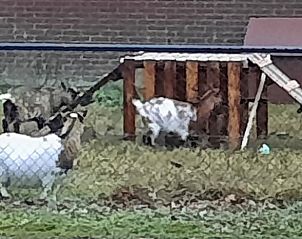 Unterkunft 402304 - Ferienhaus De Peel - Vakantiehuis in Deurne