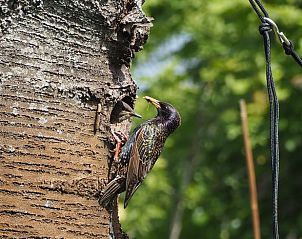 Verblijf 402311 - Vakantiewoning De Peel - Vakantiehuisje in Deurne