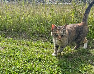 Kat in de groene omgeving van Vakantiehuisje in Liessel, De Peel, Noord Brabant genietend van de natuur.