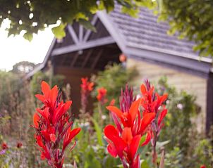 Bloeiende tuin bij Vakantiehuisje in De Rips, De Peel, Noord Brabant voor ontspanning.
