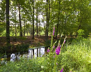 Rivierlandschap rondom Vakantiehuisje in De Rips, De Peel, Noord Brabant voor natuurliefhebbers.