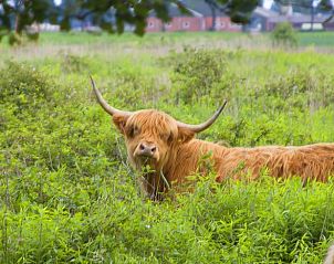 Schotse hooglander in de buurt van Vakantiehuisje in De Rips, De Peel, Noord Brabant voor dierenliefhebbers.
