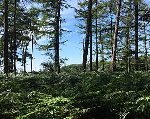 Weelderige bossen rondom Vakantiehuisje in De Rips, De Peel, Noord Brabant voor wandeltochten.