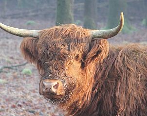 Schotse hooglander in de ochtendmist bij Vakantiehuisje in De Rips, De Peel, Noord Brabant.