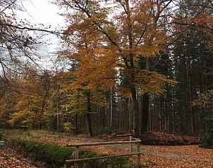 Herfstboswandeling nabij Vakantiehuisje in De Rips, De Peel, Noord Brabant voor natuurliefhebbers.