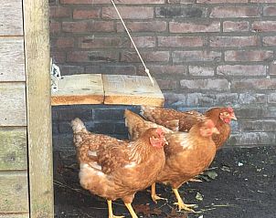 Verblijf 402502 - Vakantiewoning De Peel - Huisje in De Rips