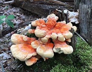 Verblijf 402502 - Vakantiewoning De Peel - Huisje in De Rips