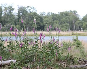 Natuurrijke omgeving bij Vakantiehuisje in De Rips, gelegen in De Peel, Noord Brabant, met bloemen en een serene waterplas.