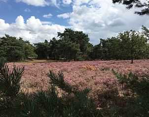 Ontdek de prachtige natuur rondom Vakantiehuisje in De Rips, gelegen in de serene omgeving van De Peel, Noord Brabant.