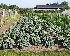 Guest house 410209 - Holiday property Kempen - Huisje in Valkenswaard