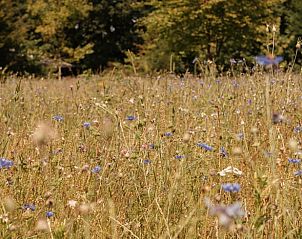 Guest house 410514 - Holiday property Kempen - Huisje in Bergeijk