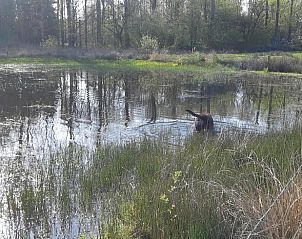 Natuurlijke vijver in omgeving van Huisje in Oirschot, vakantiewoning in Oirschot.