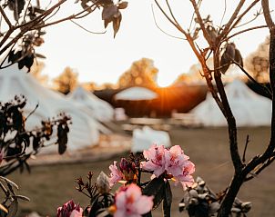 Guest house 411610 - Tent house Kempen - Lotus Belle tent