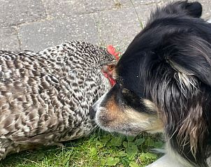 Verblijf 411613 - Vakantiewoning Kempen - Vakantiehuis in Bladel