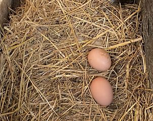 Verblijf 411613 - Vakantiewoning Kempen - Vakantiehuis in Bladel