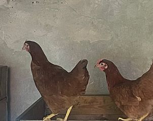 Verblijf 411613 - Vakantiewoning Kempen - Vakantiehuis in Bladel