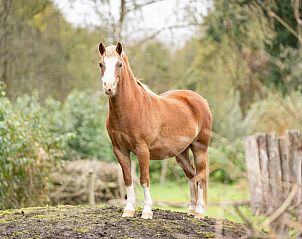 Paard in de weide van Huisje in Eersel, vakantiehuis in de Kempen, Noord Brabant, met groene omgeving.