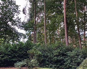 Omringende natuur van Huisje in Eersel in Eersel, Kempen, Noord Brabant, biedt rustgevende bossen en weelderige groene omgeving.