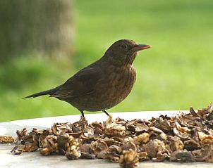 Unterkunft 411942 - Ferienhaus Kempen - Vakantiehuisje in Baarschot