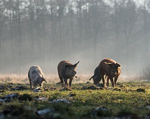 Unterkunft 411942 - Ferienhaus Kempen - Vakantiehuisje in Baarschot