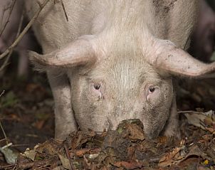 Unterkunft 411943 - Ferienhaus Kempen - Vakantiehuis in Baarschot (Hilvarenbeek)
