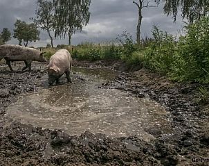 Unterkunft 411944 - Ferienhaus Kempen - Vakantiehuis in Baarschot (Hilvarenbeek)