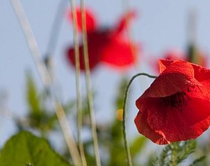 Unterkunft 411944 - Ferienhaus Kempen - Vakantiehuis in Baarschot (Hilvarenbeek)