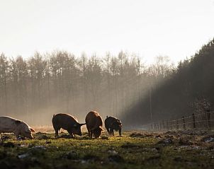 Unterkunft 411944 - Ferienhaus Kempen - Vakantiehuis in Baarschot (Hilvarenbeek)