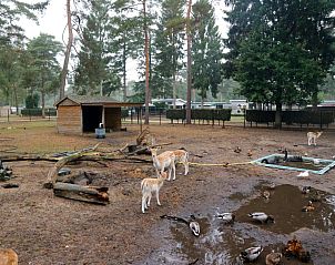 Unterkunft 412006 - Zelthaus Kempen - Safaritent 4