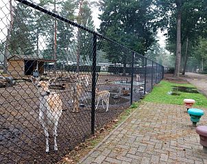 Unterkunft 412006 - Zelthaus Kempen - Safaritent 4