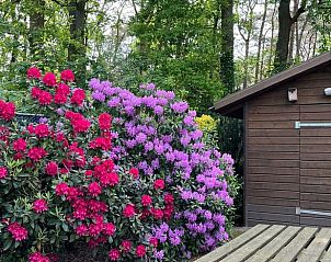 Bunte Blumen neben dem Ferienhaus Cottage in Luyksgestel, gelegen in den Kempen, Nordbrabant.