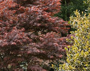 ppige Bume rund um Cottage in Luyksgestel, Ferienhaus in den Kempen, Nordbrabant.