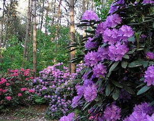 Blhende Rhododendren im Ferienhaus in Luyksgestel, Ferienunterkunft in Nordbrabant.