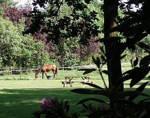 Pferd auf der Wiese beim Ferienhaus in Luyksgestel, Kempen Ferienhaus.