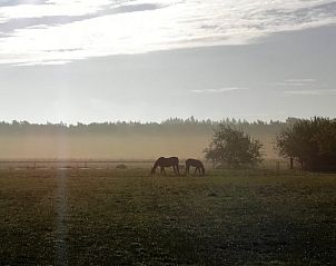 Nebliger Morgen mit Pferden im Cottage in Luyksgestel, Ferienhaus in Kempen.