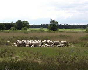 Schafe auf der Weide im Cottage in Luyksgestel, Ferienunterkunft in Nordbrabant.