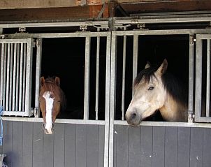 Pferdestall am Ferienhaus in Luyksgestel, Kempen Ferienhaus.