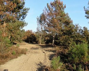 Bewaldetes Gebiet von Cottage in Luyksgestel, Ferienunterkunft in Nordbrabant.