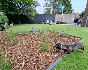 Haustierfreundlicher Garten am Cottage in Luyksgestel, Ferienhaus in Luyksgestel, mit Blumenbeet und Rasen.
